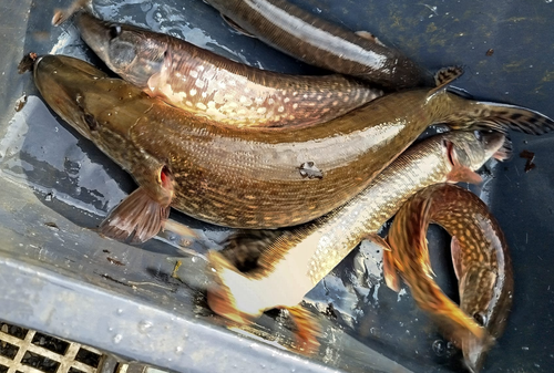 Snímek obrazovky 2026-03-25 080447.png